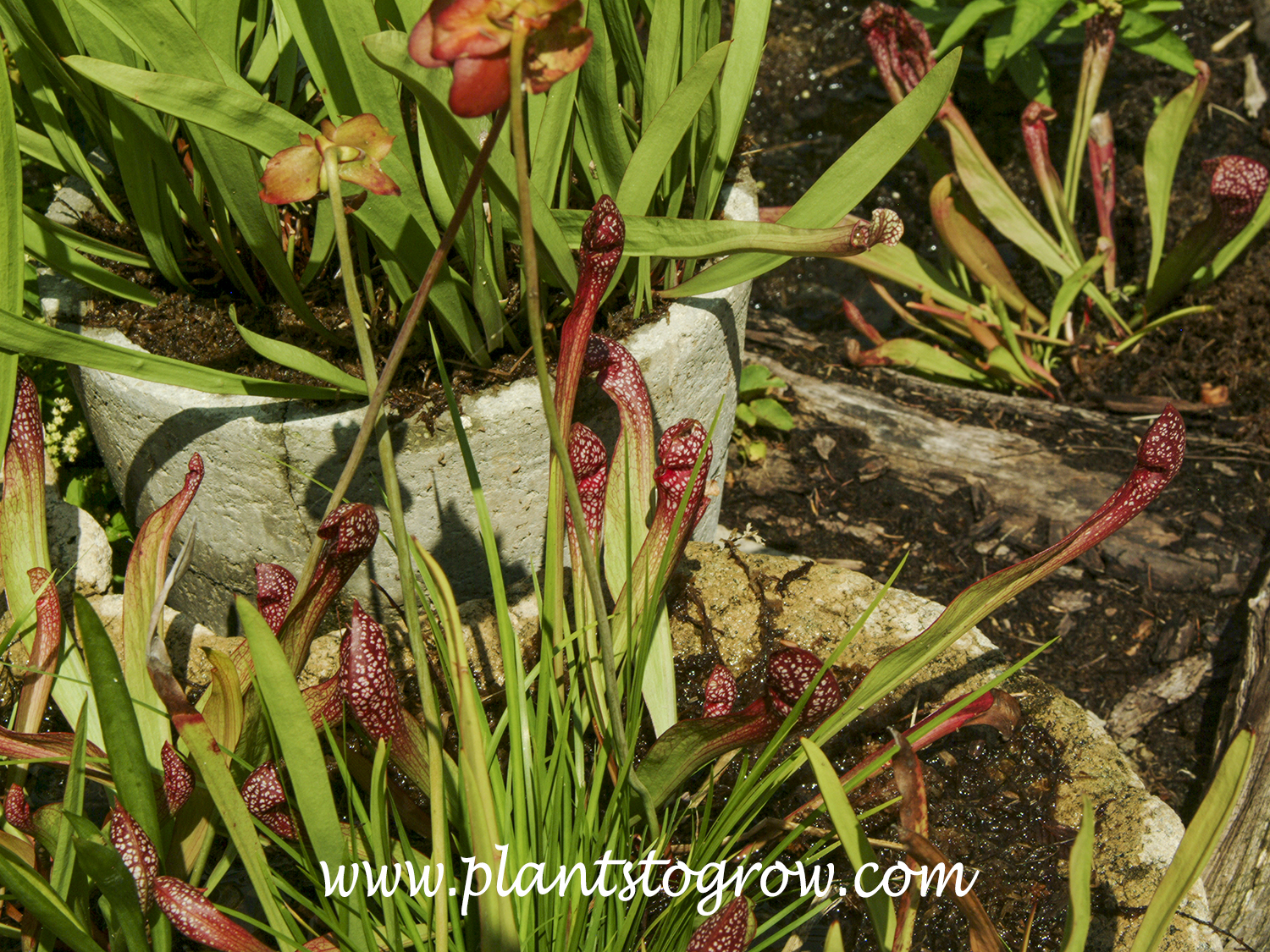 Sarracenia leucophylla x purpurea